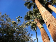 Palm Trees and Blue skies: Inn Suites is always a great show for lapidary and mineral collectors.