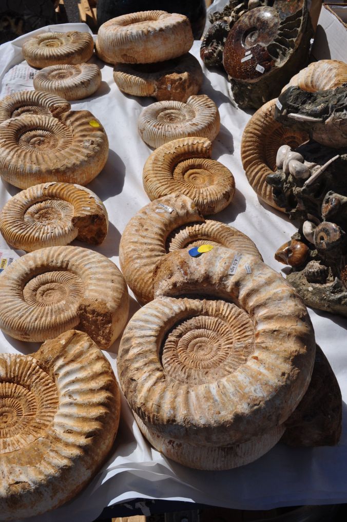 AmmonitesHelenDriggsDenver